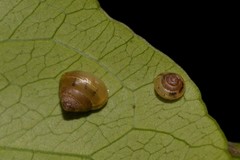 Coneuplecta calculosa