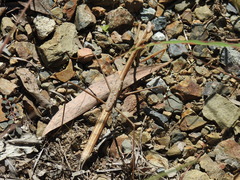 Archimantis brunneriana