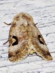Ariathisa abyssinia