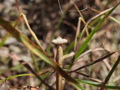 Archimantis brunneriana