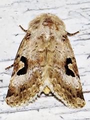 Ariathisa abyssinia