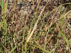 Archimantis brunneriana