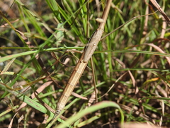 Archimantis brunneriana