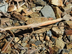 Archimantis brunneriana