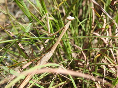Archimantis brunneriana