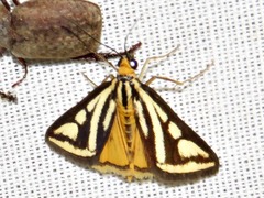 Loxostege venustalis