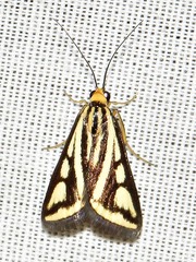 Loxostege venustalis