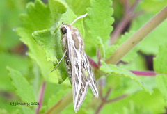 Hyles livornicoides