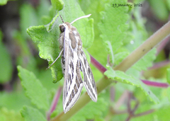 Hyles livornicoides