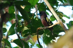 Eurylaimus javanicus