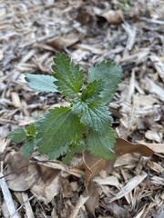 Urtica urens