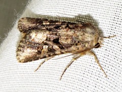 Tycomarptes inferior