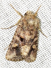 Tycomarptes inferior