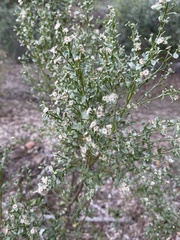 Baccharis pilularis