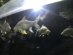 Hypsibarbus wetmorei