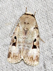 Ariathisa abyssinia