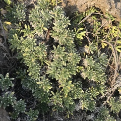 Heliotropium anomalum