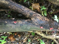 Phillipsia subpurpurea