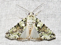 Blenina squamifera