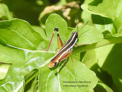 Macrotona mjobergi