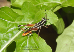 Macrotona mjobergi