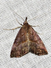 Hypena abyssinialis