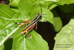 Macrotona mjobergi