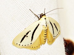 Grammarctia bilinea