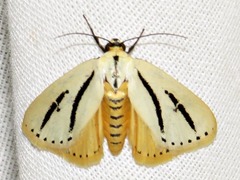 Grammarctia bilinea