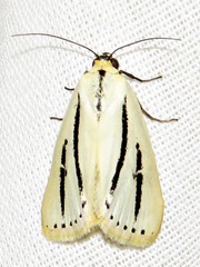 Grammarctia bilinea