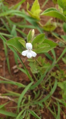 Dyschoriste burchellii