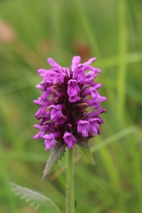 Betonica hirsuta
