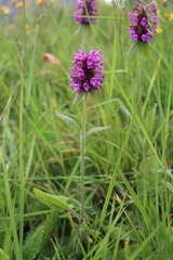 Betonica hirsuta