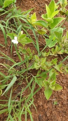 Dyschoriste burchellii