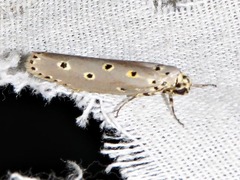 Ethmia circumdatella