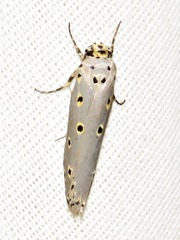 Ethmia circumdatella