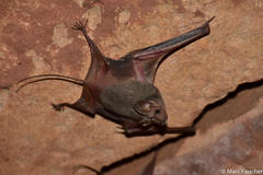 Rhinopoma microphyllum