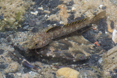 Blackthroat Goby photo 2