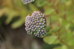 Hylotelephium anacampseros