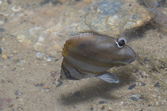 Parachaetodon ocellatus