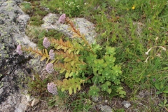 Hylotelephium anacampseros