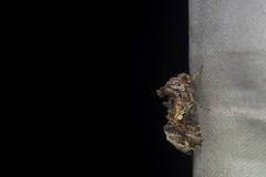Chrysodeixis taiwani
