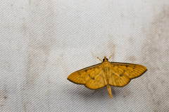 Endocrossis caldusalis