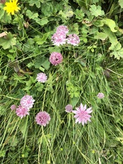 Astrantia trifida