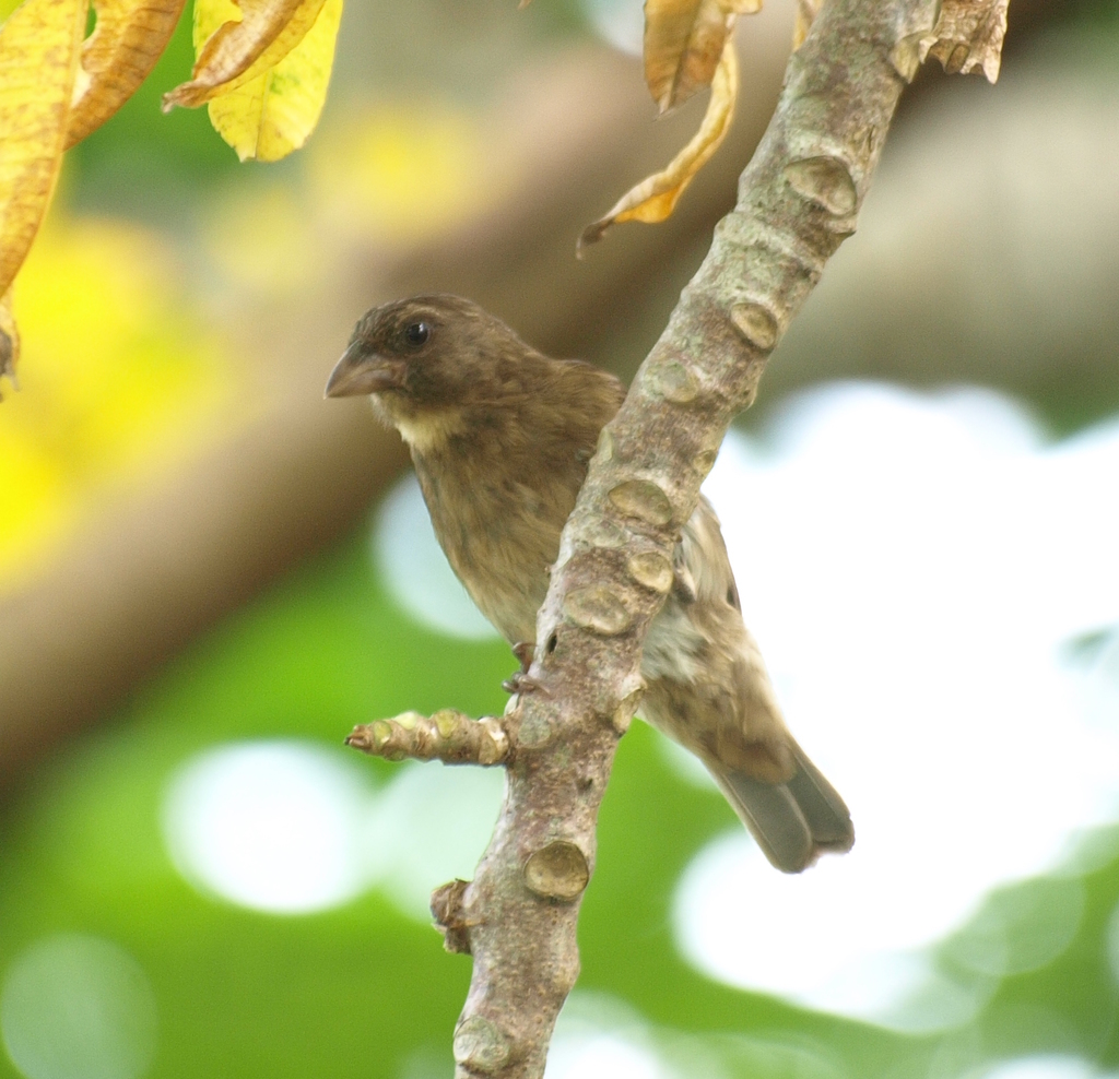 Principe Seedeater