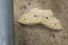 Scopula punctatissima
