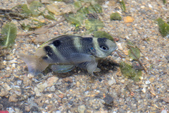 Banded Damselfish photo 3