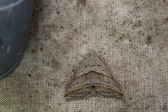 Blasticorhinus bifasciata