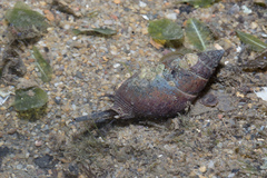 Nassarius livescens