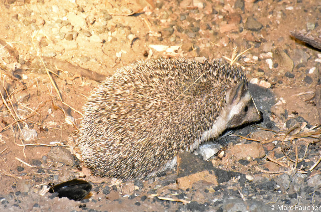 Indian Hedgehog
